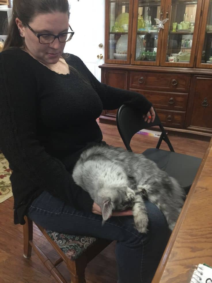 Happy Maine Coon Family